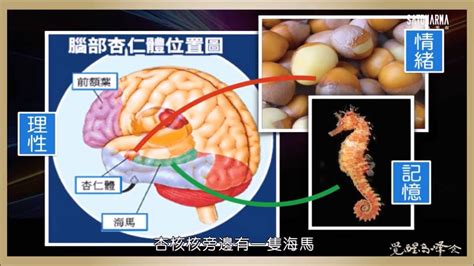 海馬迴再生